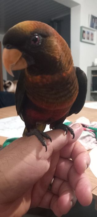 Loris Fuscata disponível