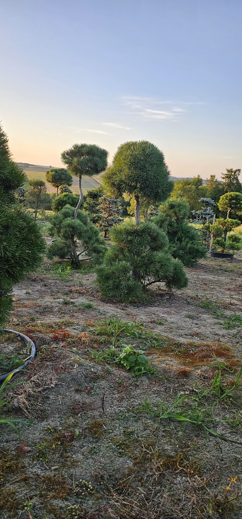 Bonsai rośliny formowane