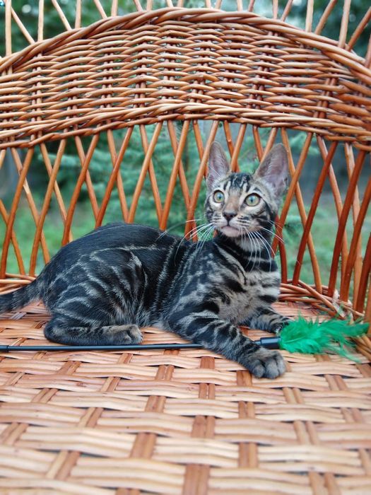 Эксклюзивный Бенгальский котенок,девочка 4мес