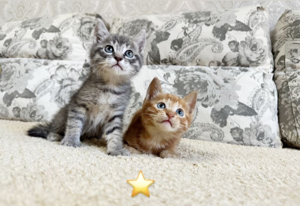 Котёнок в наличии!