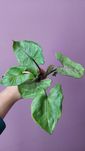 Syngonium Roxanne