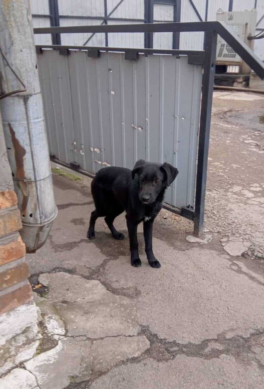 Porzucony na przystanku roczny Diament czeka na dom