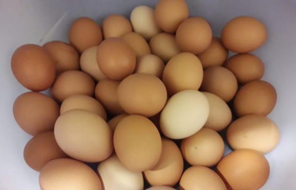 Vendo ovos caseiros e ovos galados Mais info mp