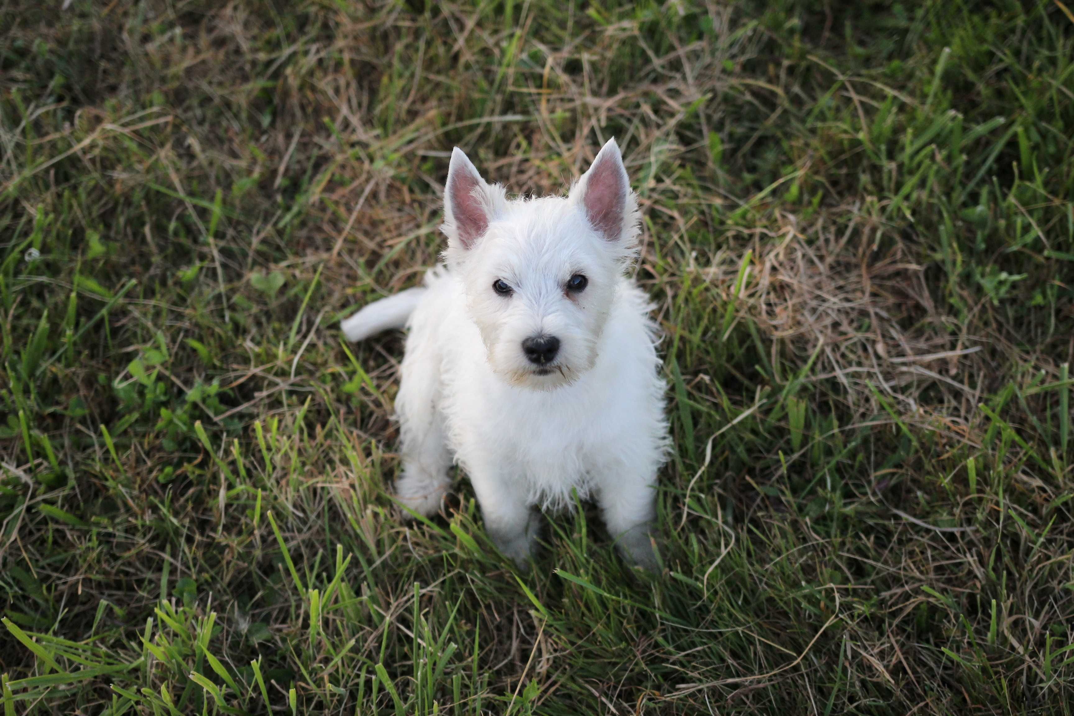 Pies West Highland White Terrier FCI/ZKwP