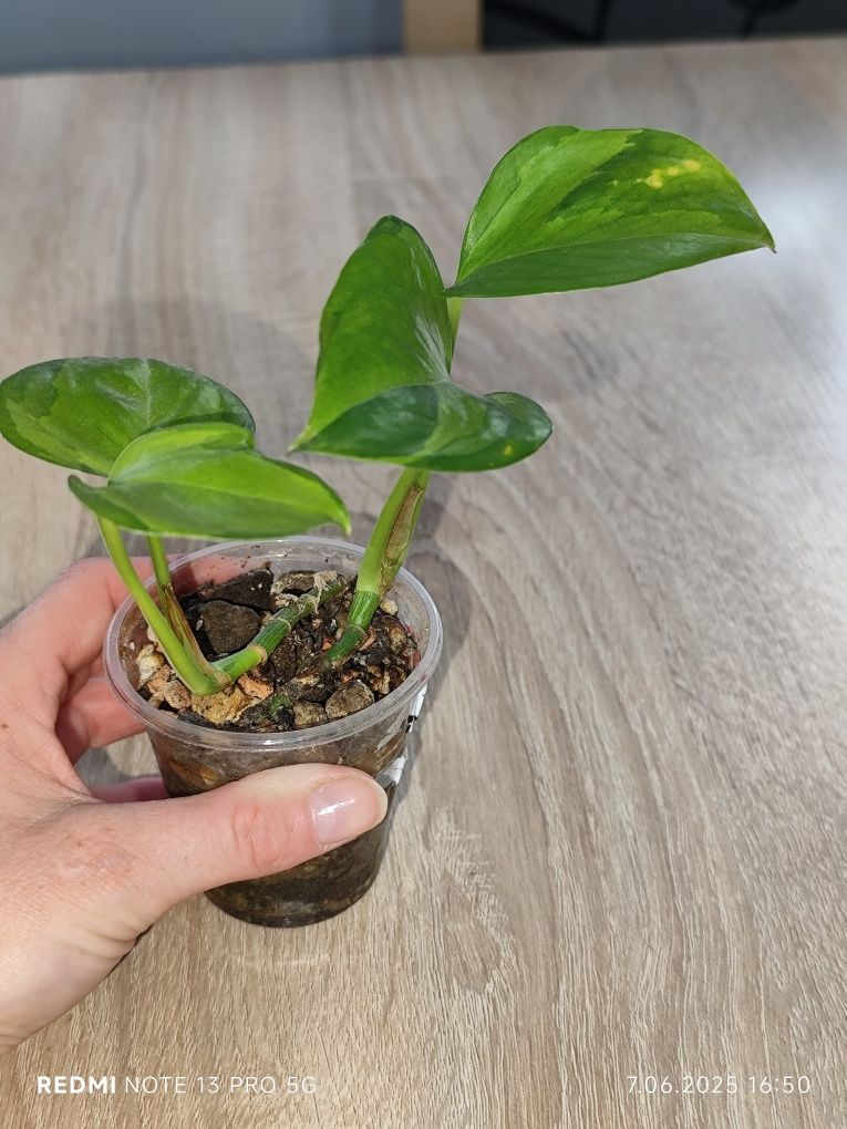 Epipremnum manjula golden