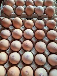 Всіх видів інкубаційні яйця