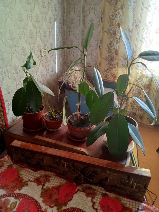 Фикус  каучуконосный.