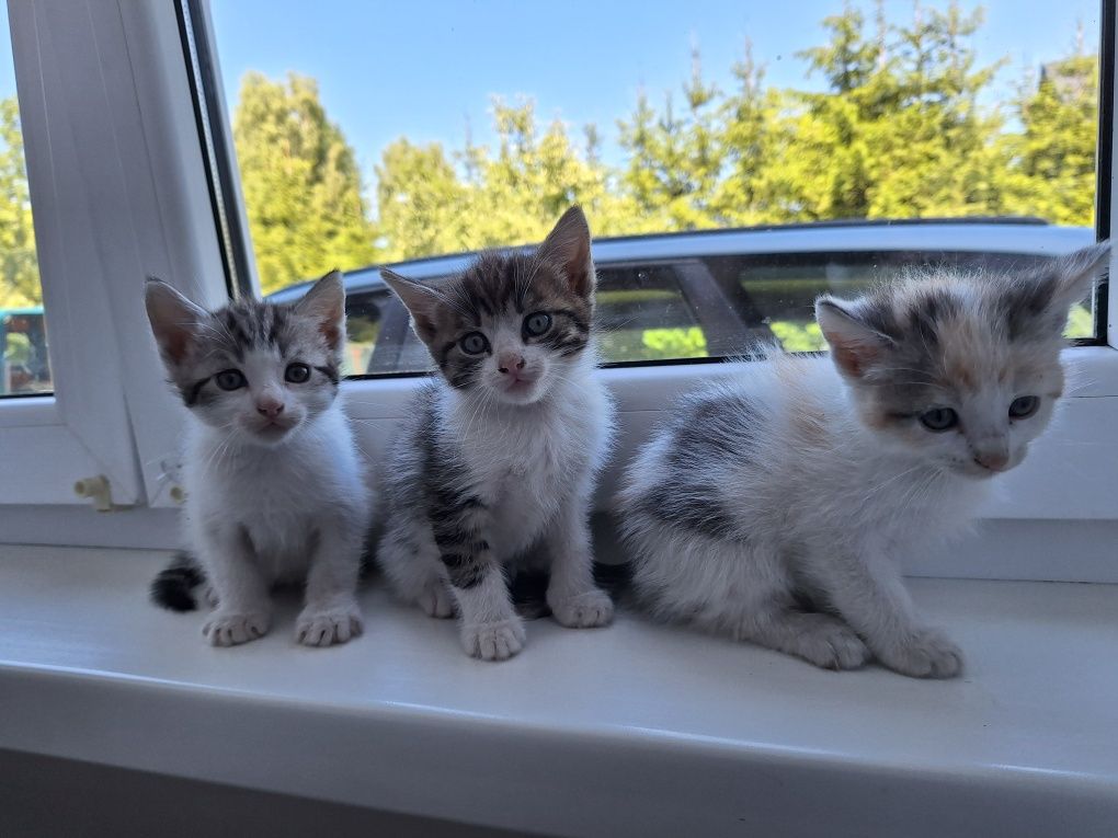 Do oddania 4 śliczne kotki gotowe do adopcji