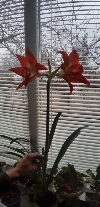 Гіпеаструм червоний та білий