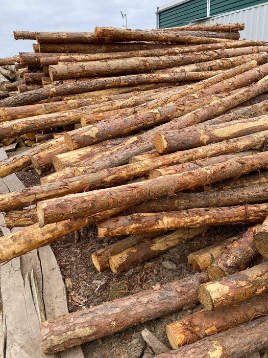 GRUBE SŁUPKI OGRODZENIOWE sosnowe 2,5m fi 8-12cm + siatka leśna