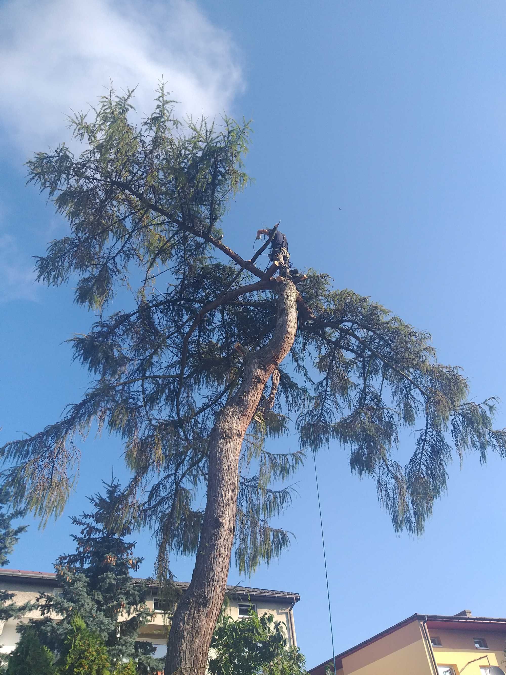 Scinka drzew wycinka drzew metoda alpinistyczna
