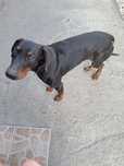 Oddam dobermana za darmo