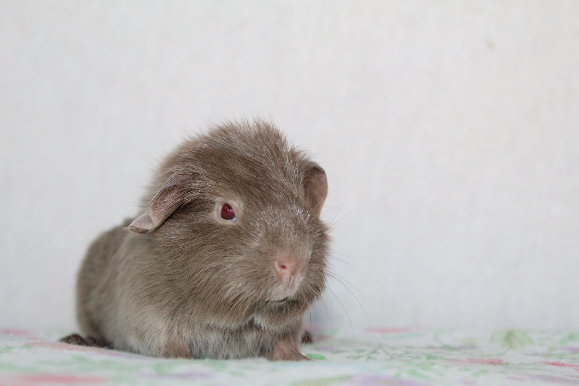 Self lilac świnka morska ,cavia domowa