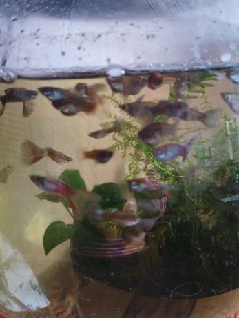 Рыбки в аквариум
