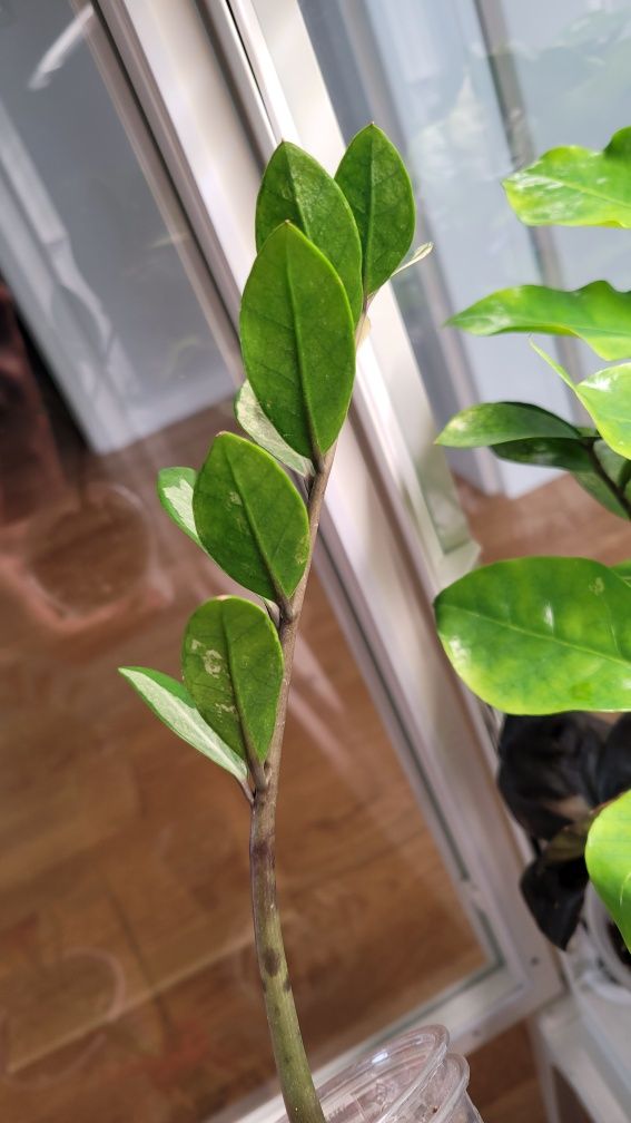 Zamioculcas / Zamiokulkas variegata