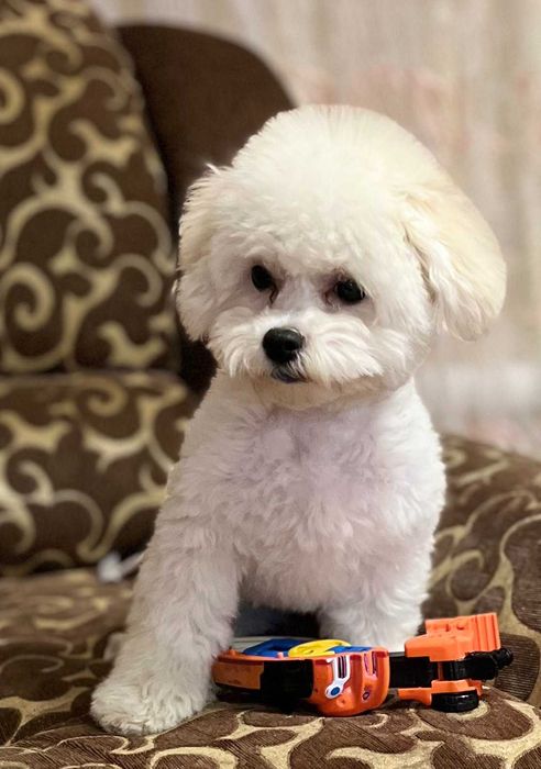 Бишон фризе вязка