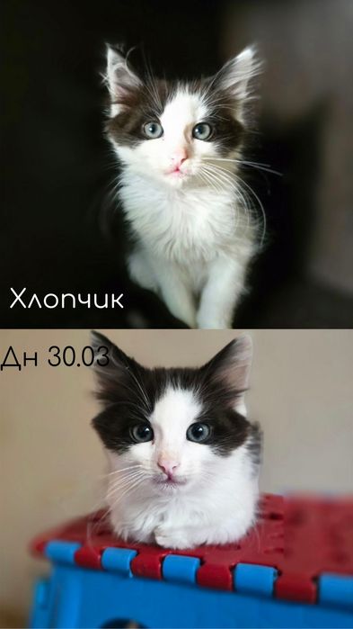 Коти(5 шт ) в добрі руки