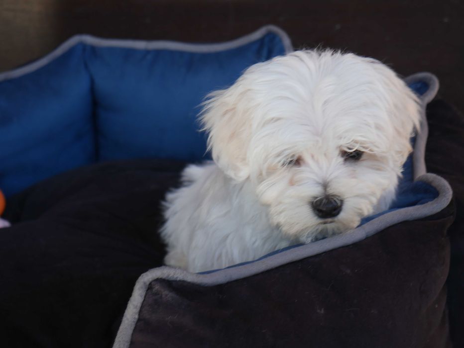 Maltańczyk  MINI piesek