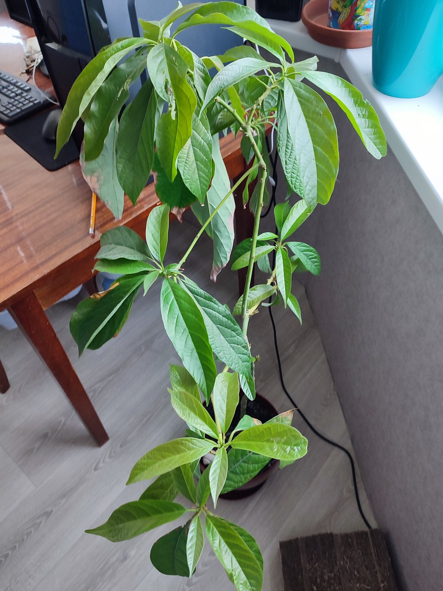 Авокадо высота растения  без вазона 100 см