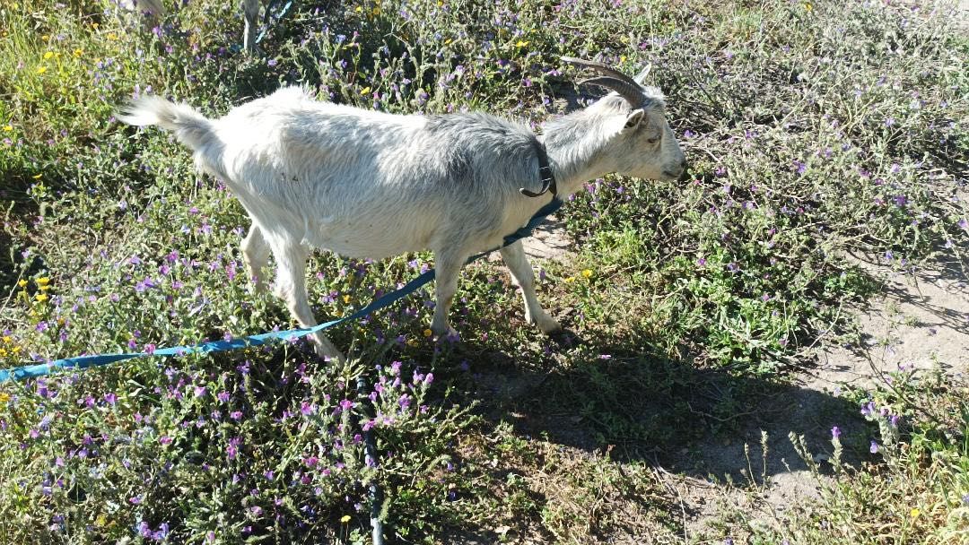 Ordenhando cabras fêmeas