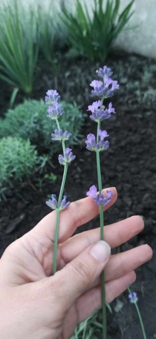 Лаванда английская