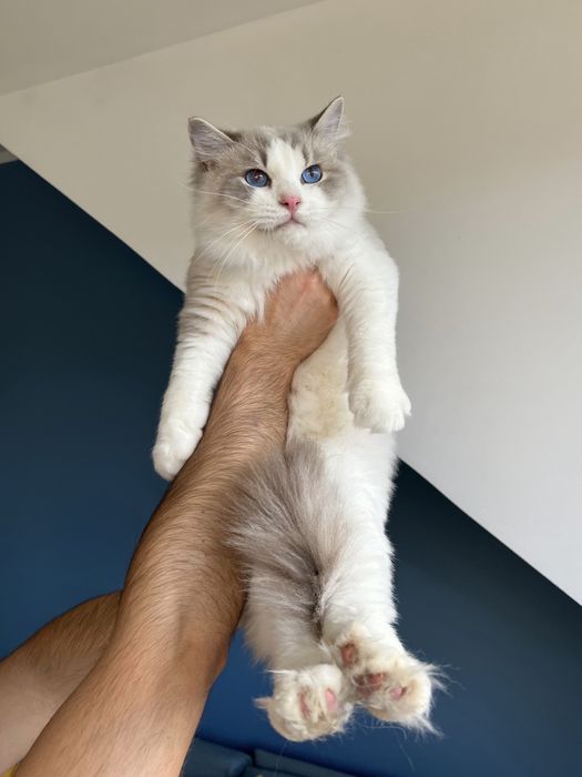 Kocurek Ragdoll adopcja / prawdziwy rodowód / kocięta FPL kotek kocur