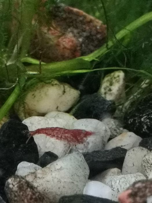 Krewetki różne rodzaje