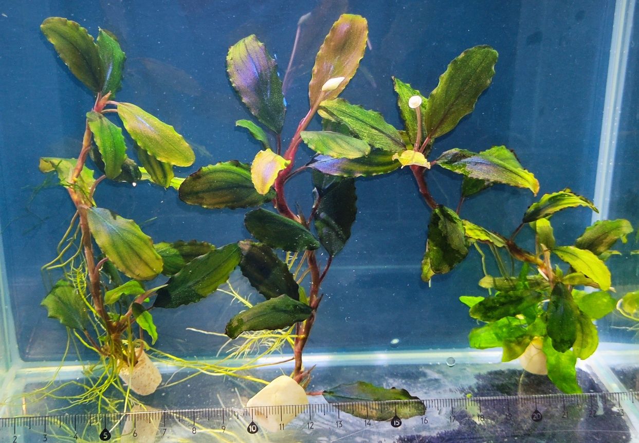 Bucephalandra z Kwiatem Piękny Zestaw Roślin do Akwarium