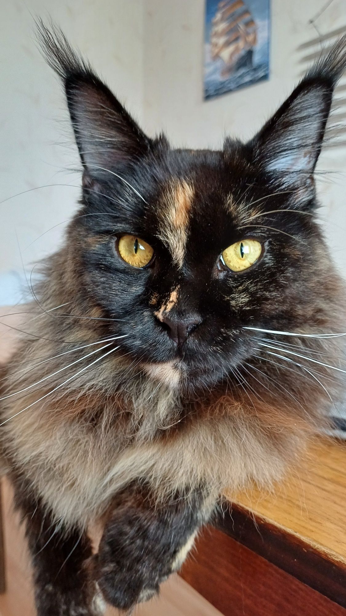 Котоняня в Одесі та Одеській області.  Нагляд за котиками