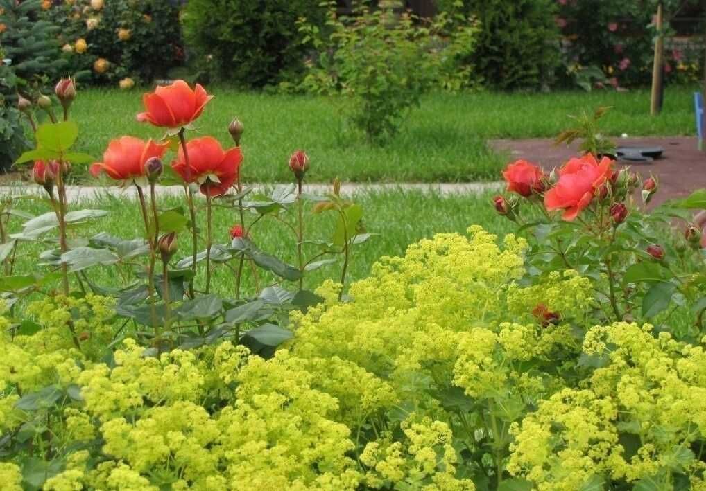 Молочай, манжетка, мак східний, герань садова