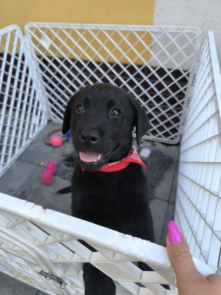 Labrador Retriever czarny Sid gotowy do odbioru