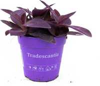 Kwiat Tradescantia Pallida Purple Heart Trzykrotka