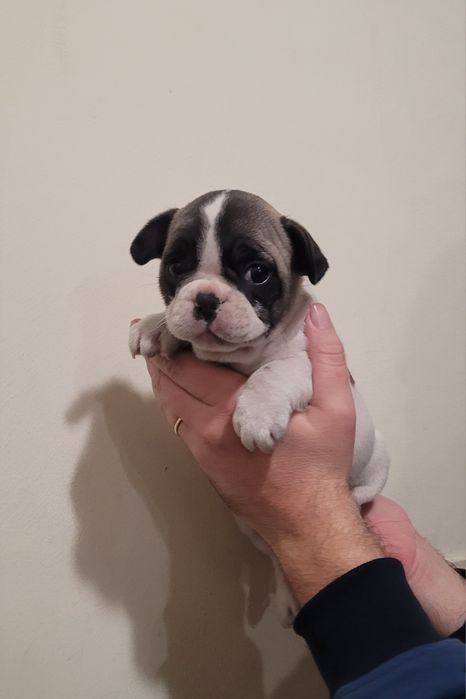 Bulldog femea 2 meses