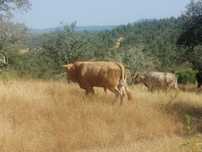 Boi Touro Cruzado de Carne