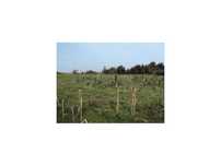 Terreno Agrícola em Paredes de Coura