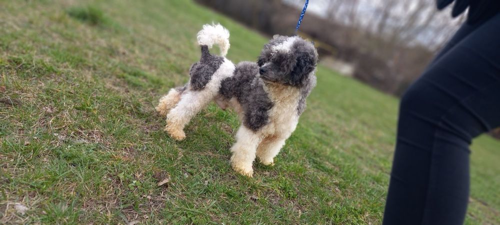 Пропонується біло серебристий пудель на вязку