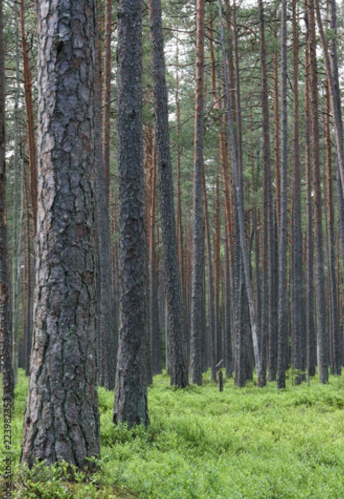 Sprzedam drzewo tartaczne dłużyca Sosna.