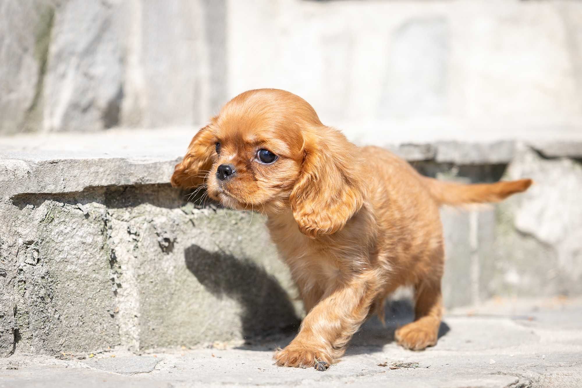 Cavalier King Charles Spaniel* Chłopczyk* Lupin gotowy do odbioru
