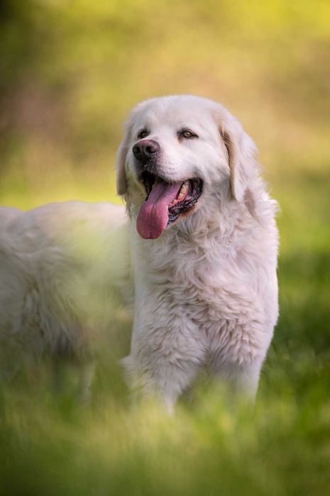 Nazir piękny pies w typie podhalana ADOPCJA