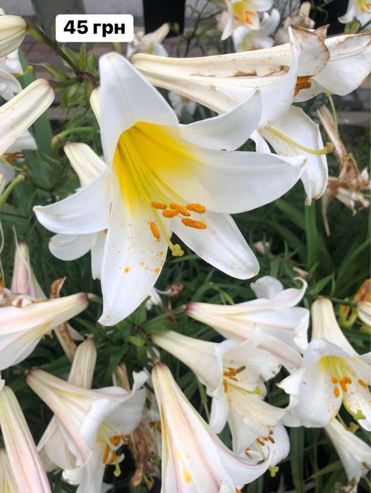 Ліліі садові різнокольорові