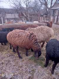 Продам овец  породи гісар