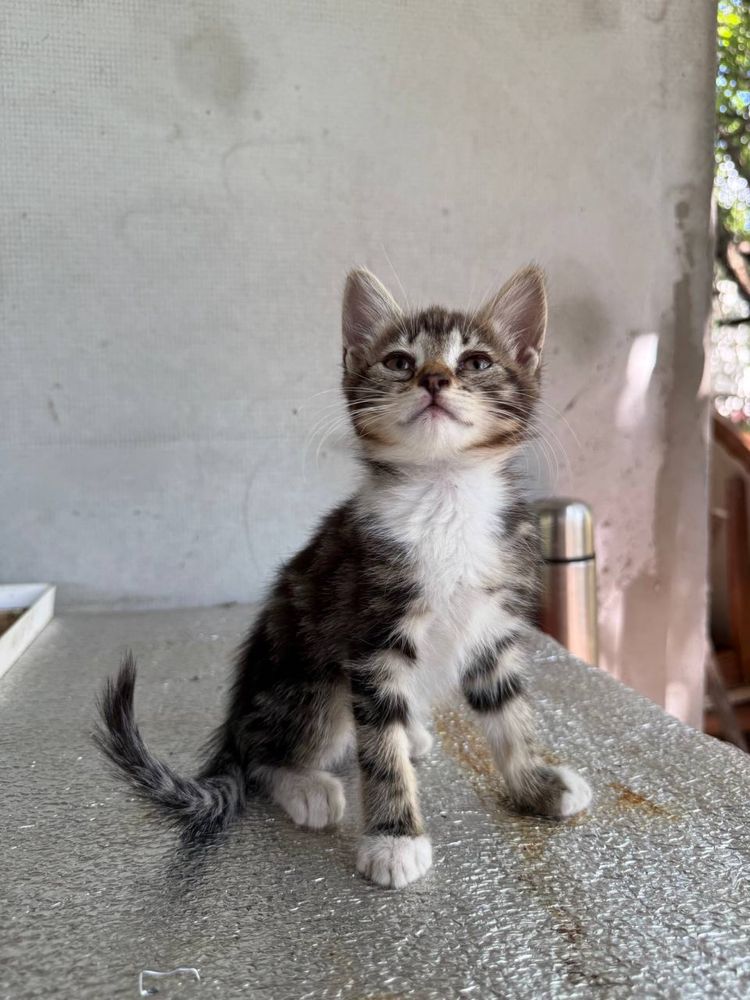 Кошенята шукають любячий дім