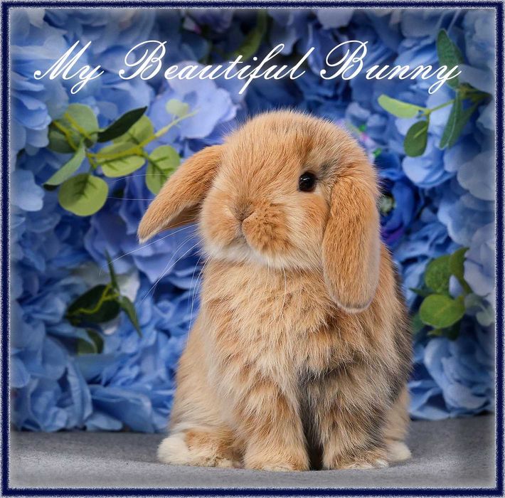 Piękny Króliczek Mini Lop - Orange