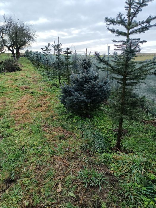 Świerk srebrny, zielony, choinka