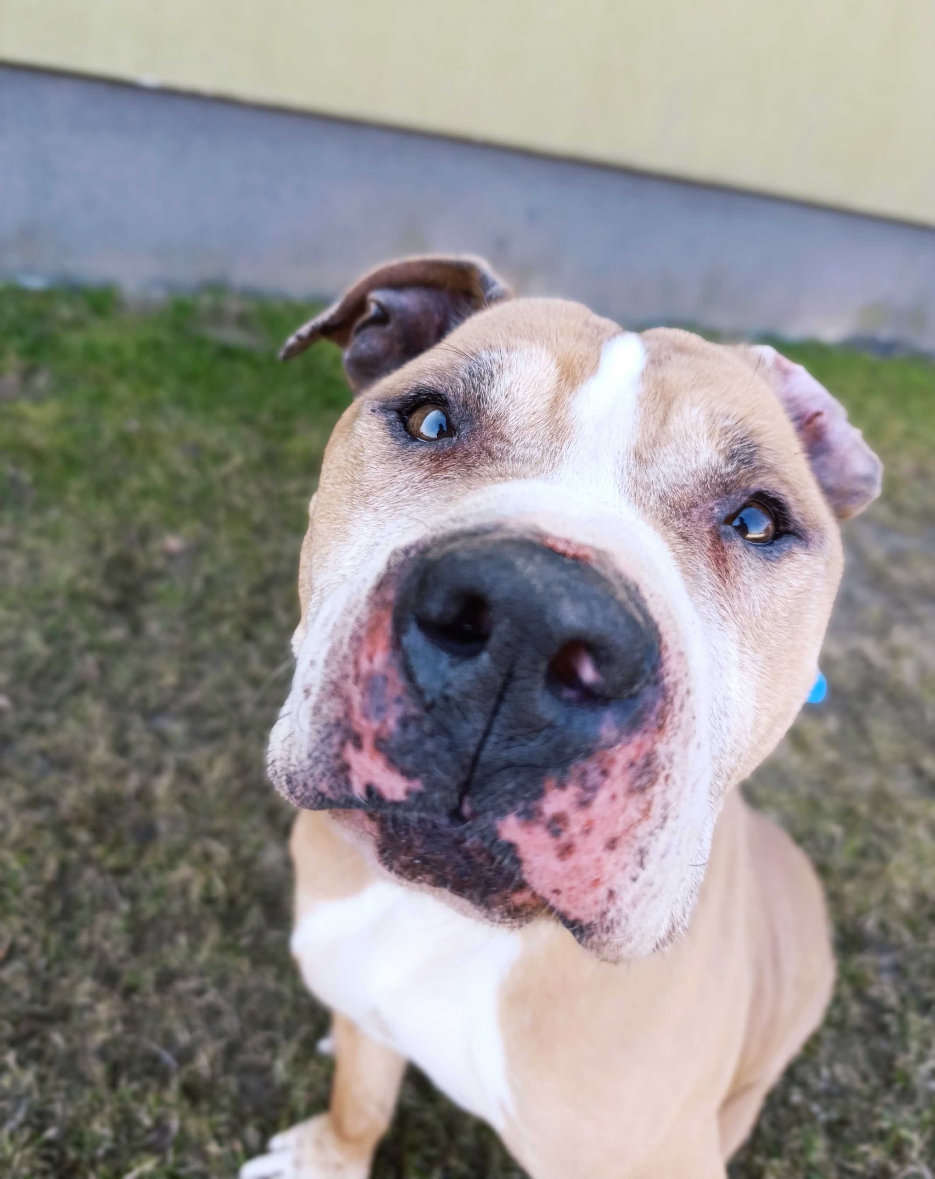 Amstaff do adopcji