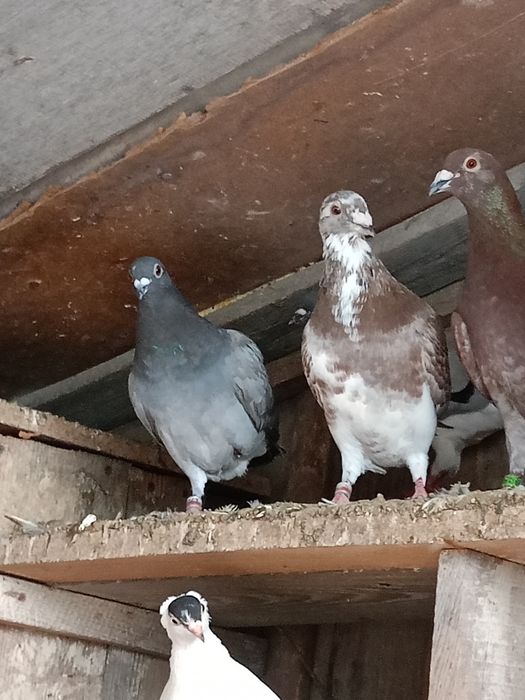 Gołębie pocztowe kolorowe