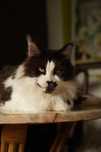 Milka Kotka Maine coon