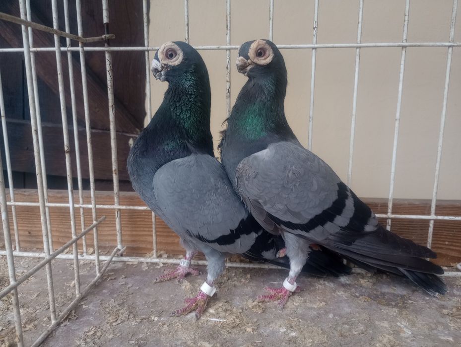 Brodawczaki polskie.