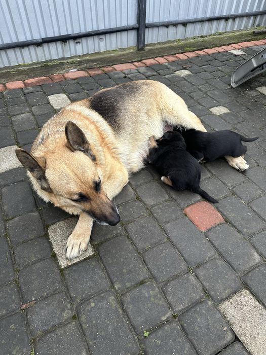 Німецькі вівчарки супер цуценята,вірні охоронці.