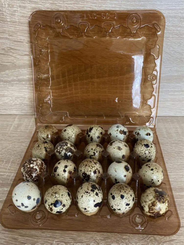Продам перепелині яйця